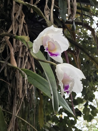 Cattleya Quadricolor