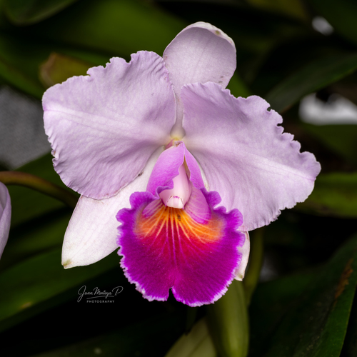 Cattleya Quadricolor