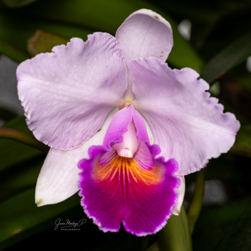 Cattleya Quadricolor