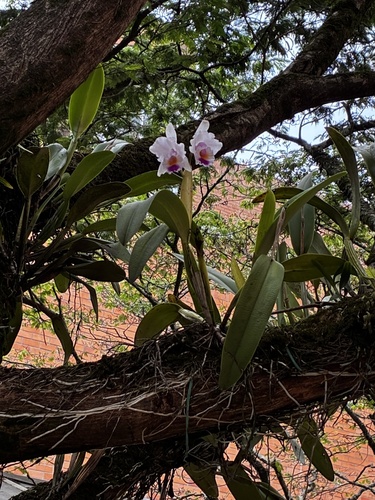 Cattleya Quadricolor