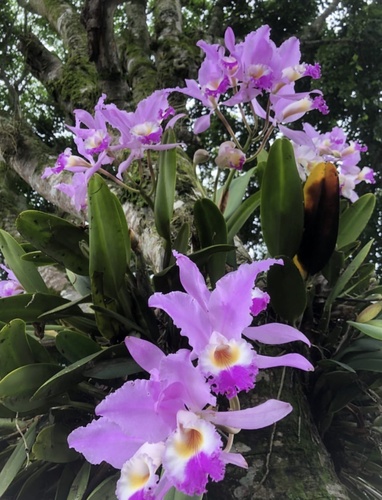 Cattleya Mendelii