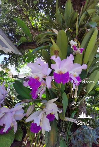 Cattleya Mendelii