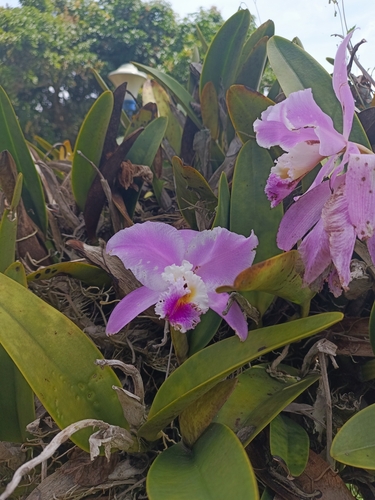 Cattleya Mendelii