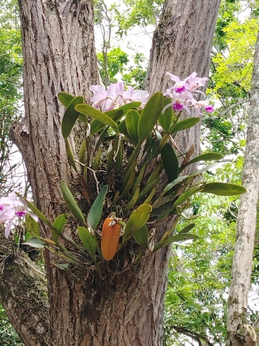 Cattleya Mendelii
