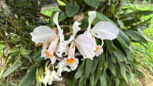 Cattleya Schroederae