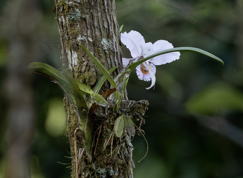 Cattleya Schroederae