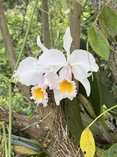 Cattleya Schroederae