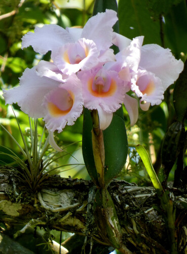 Cattleya Schroederae