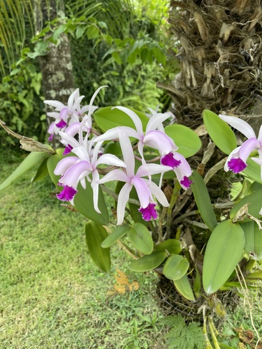 Cattleya Eldorado