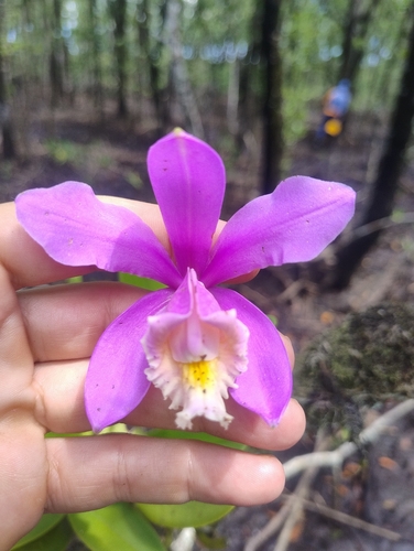 Cattleya Eldorado
