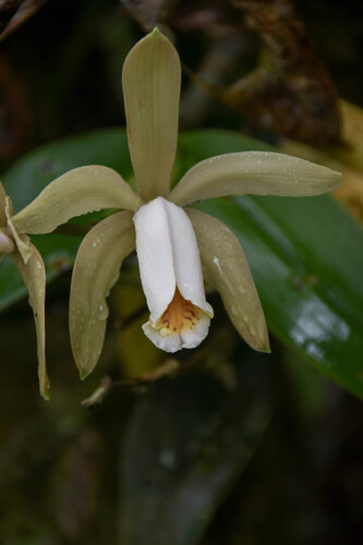 Cattleya Eldorado