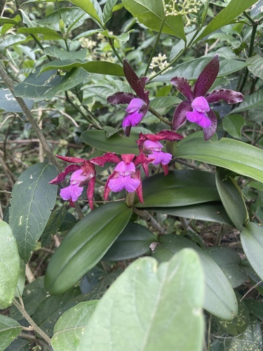 Cattleya Eldorado