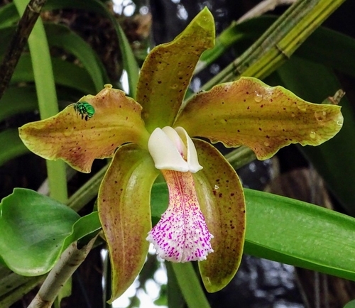 Cattleya Granulosa