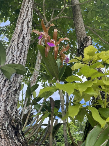 Cattleya Granulosa