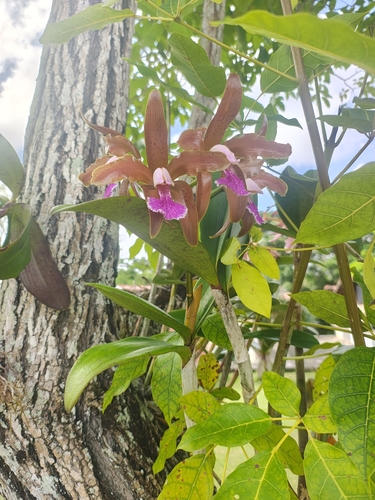 Cattleya Granulosa