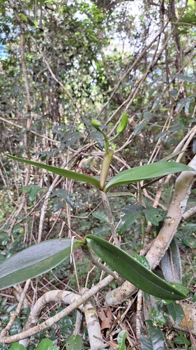 Cattleya Granulosa