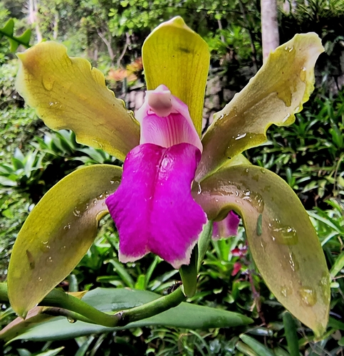Cattleya Bicolor