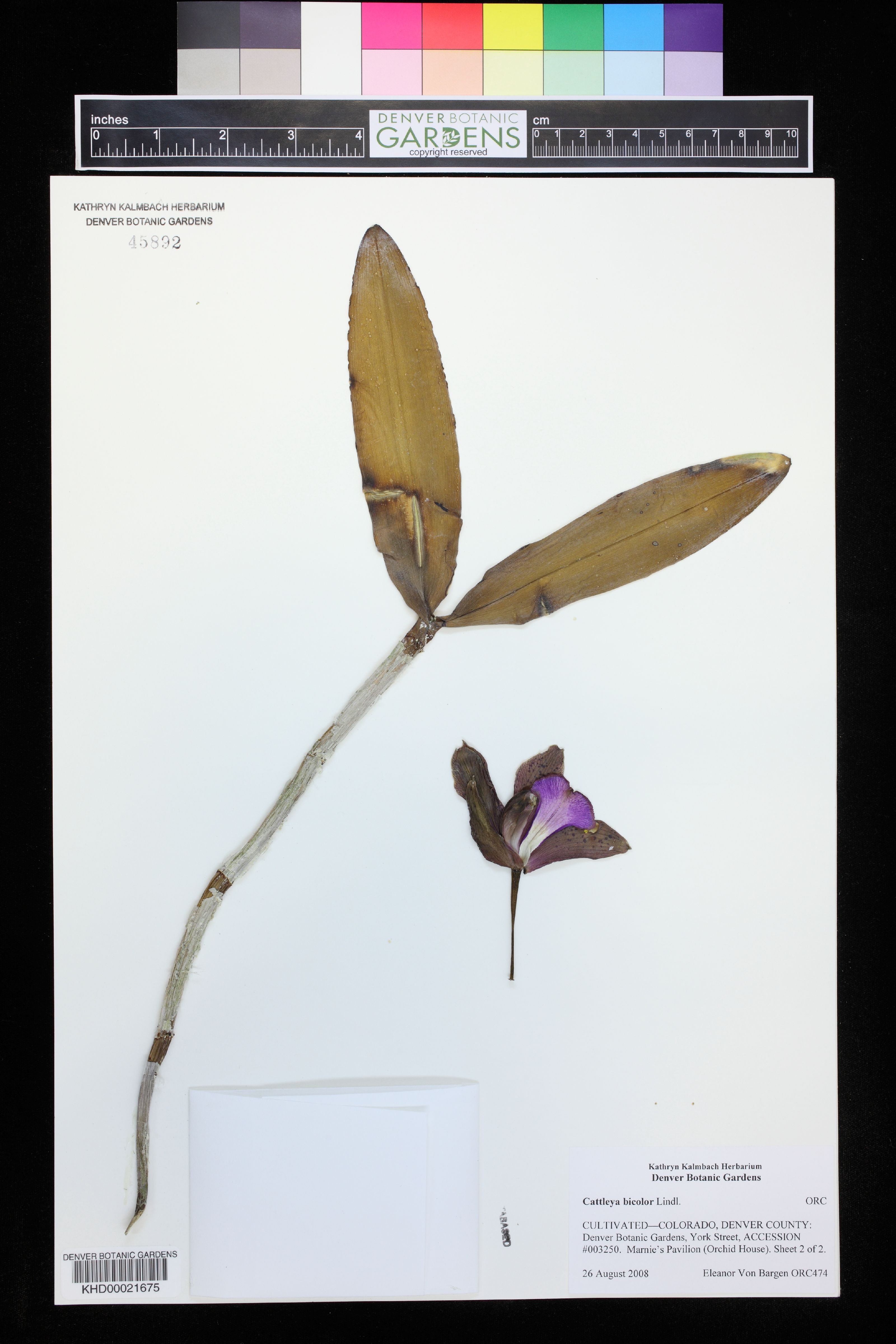 Cattleya Bicolor