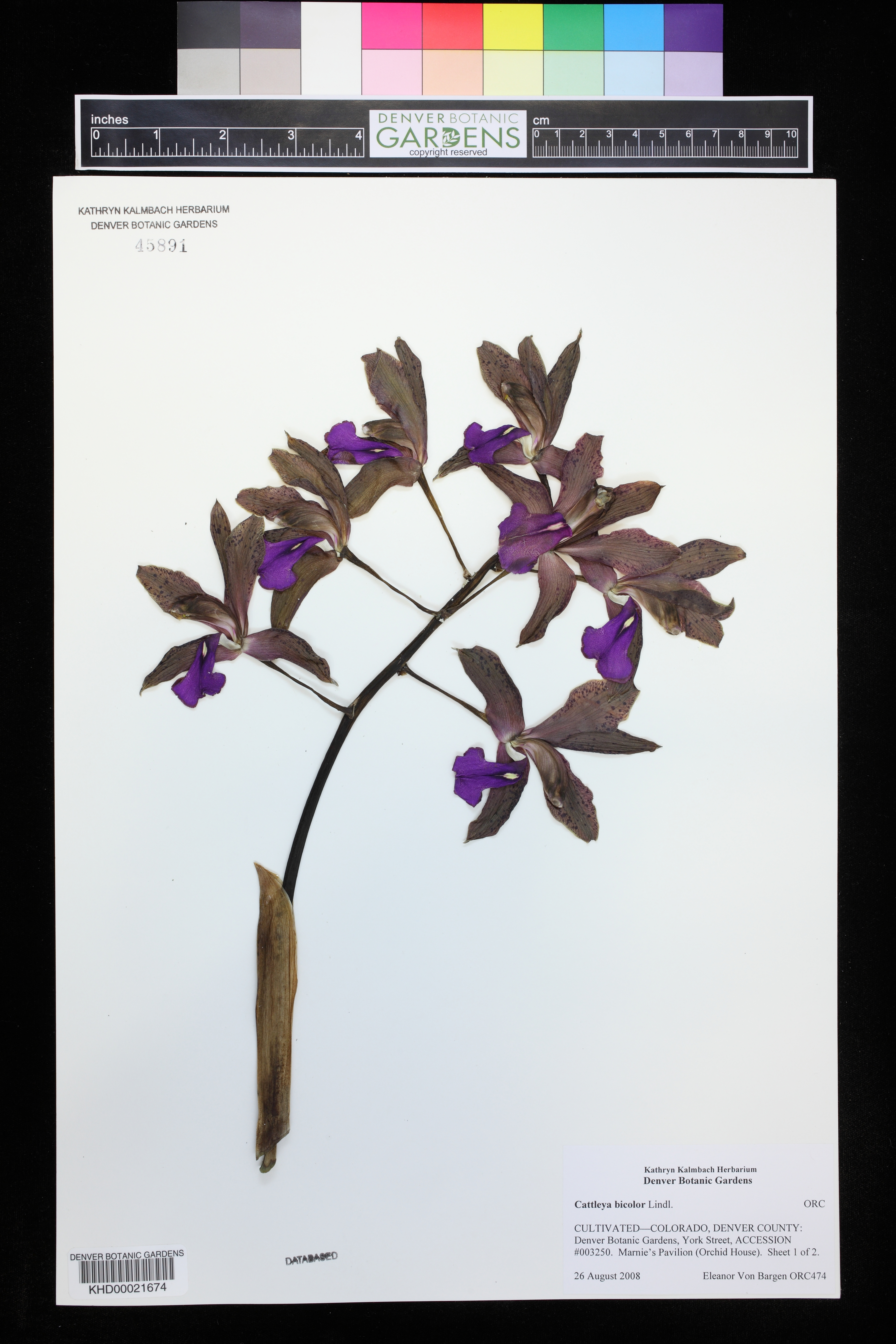 Cattleya Bicolor