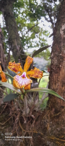 Cattleya Velutina