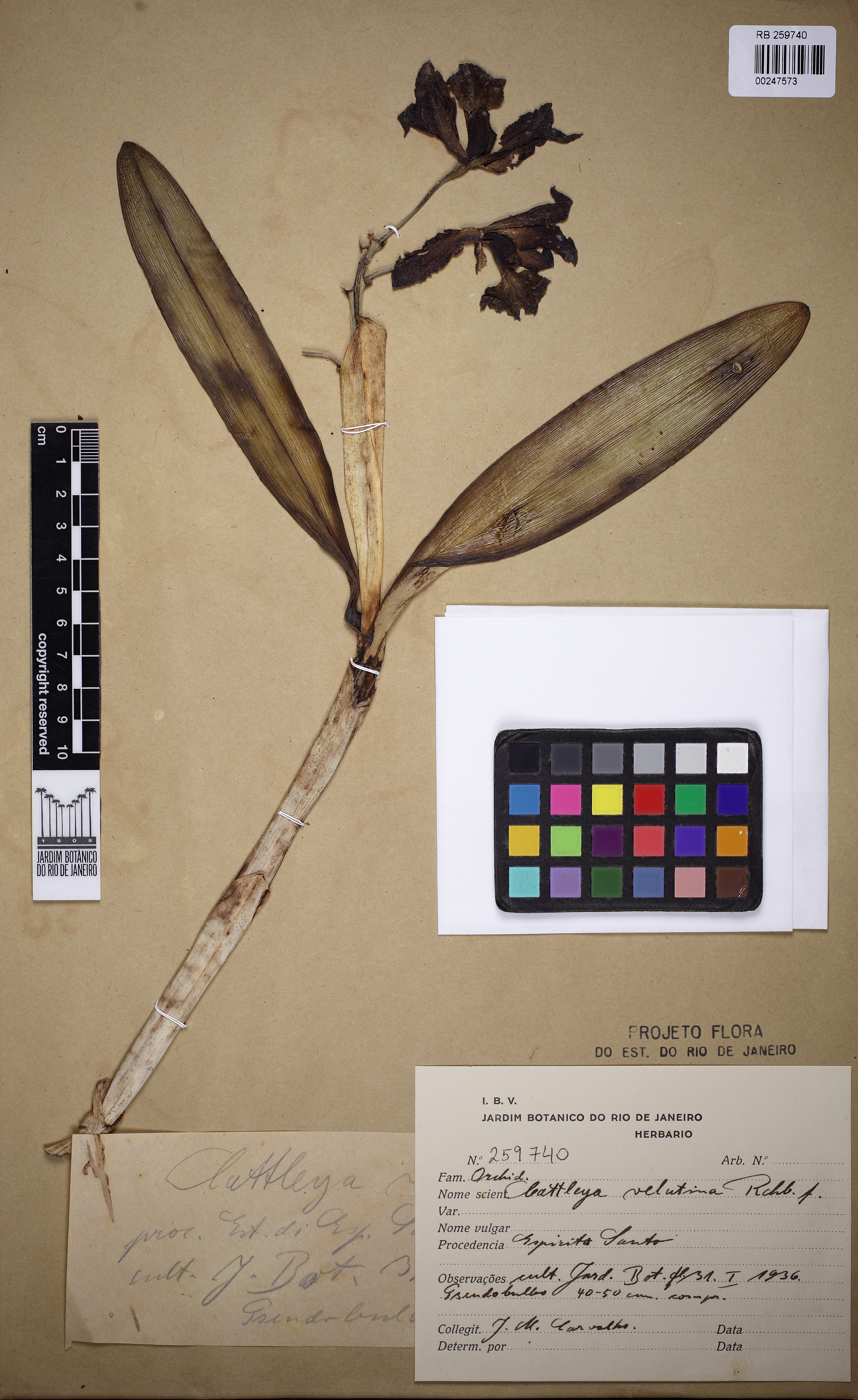 Cattleya Velutina