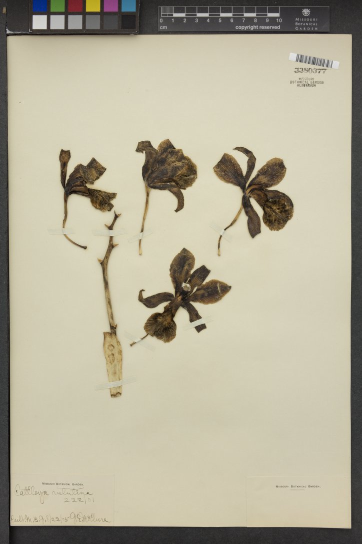 Cattleya Velutina