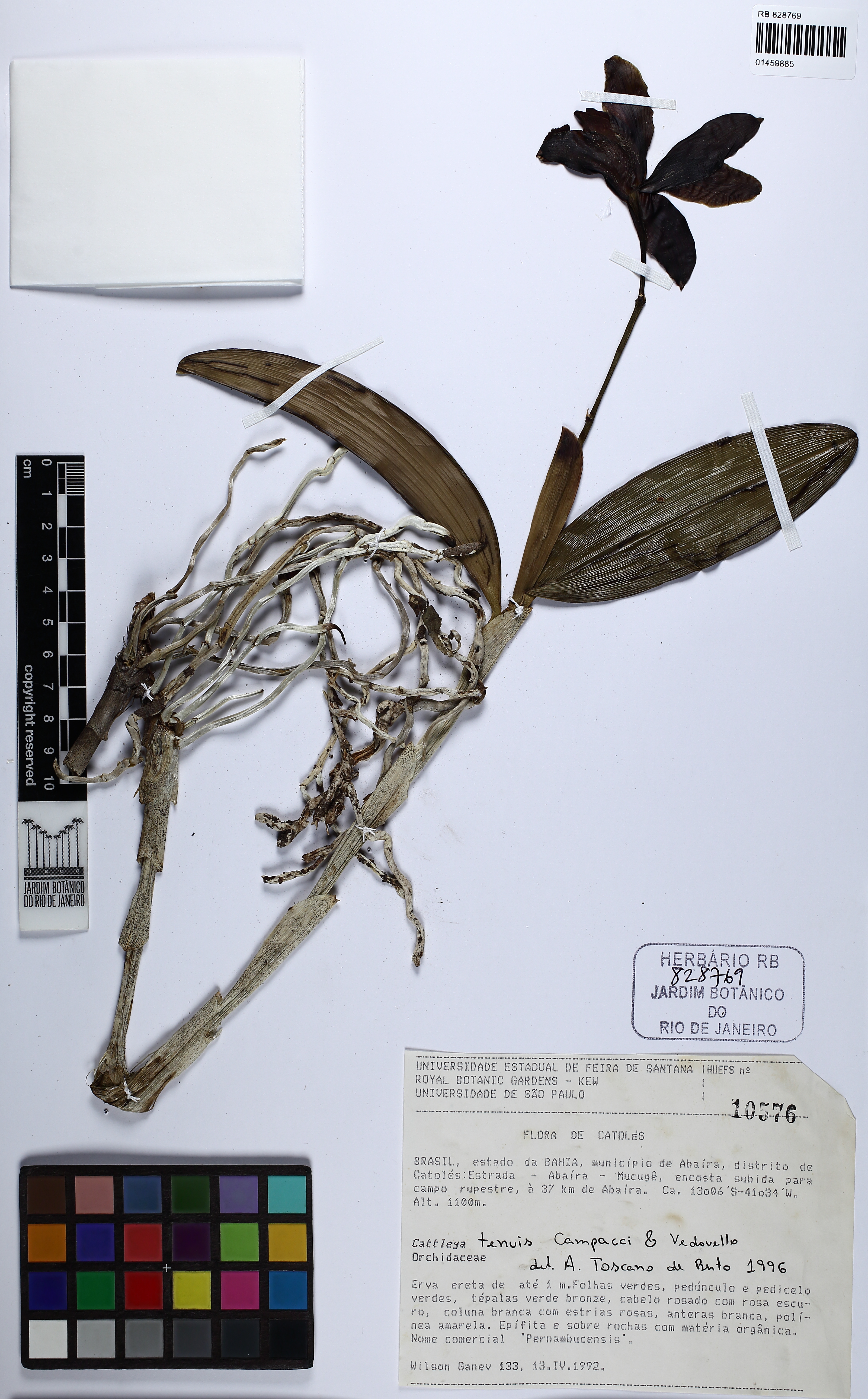 Cattleya Tenuis