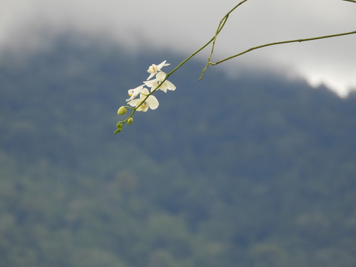 Phalaenopsis Amabilis (Orquídea Borboleta Branca)