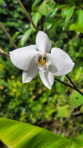 Phalaenopsis Amabilis (Orquídea Borboleta Branca)