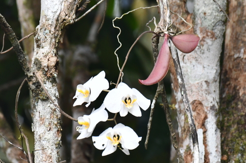 Phalaenopsis Amabilis (Orquídea Borboleta Branca)