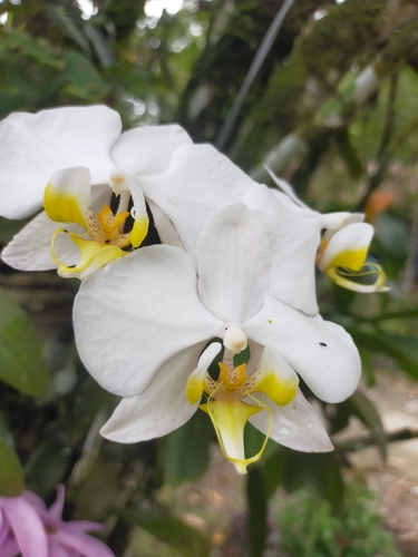 Phalaenopsis Amabilis (Orquídea Borboleta Branca)