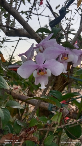 Phalaenopsis Schilleriana