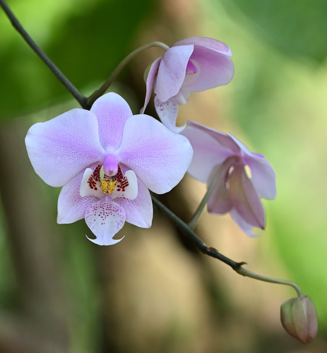 Phalaenopsis Schilleriana