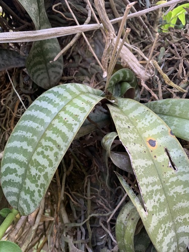 Phalaenopsis Schilleriana