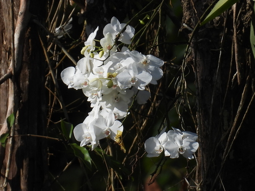 Phalaenopsis Aphrodite
