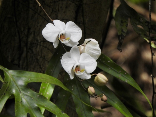 Phalaenopsis Aphrodite