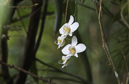 Phalaenopsis Aphrodite
