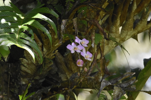 Phalaenopsis Sanderiana