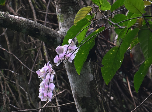 Phalaenopsis Sanderiana