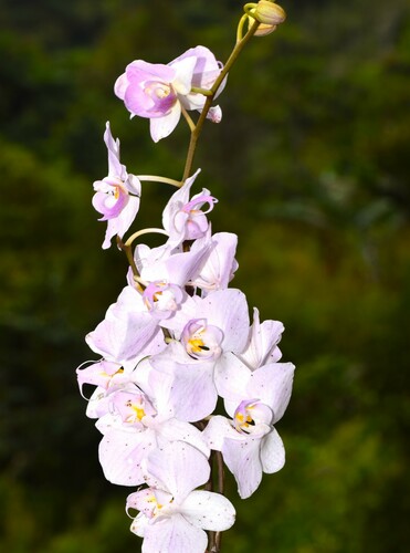 Phalaenopsis Sanderiana