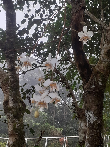 Phalaenopsis Stuartiana