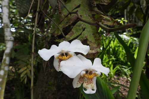Phalaenopsis Stuartiana