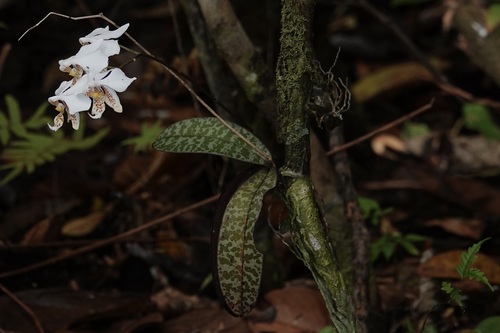 Phalaenopsis Stuartiana