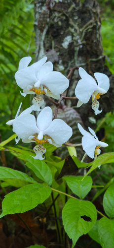 Phalaenopsis Stuartiana
