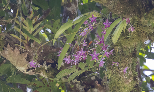 Phalaenopsis Lueddemanniana