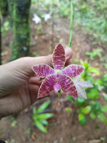 Phalaenopsis Lueddemanniana