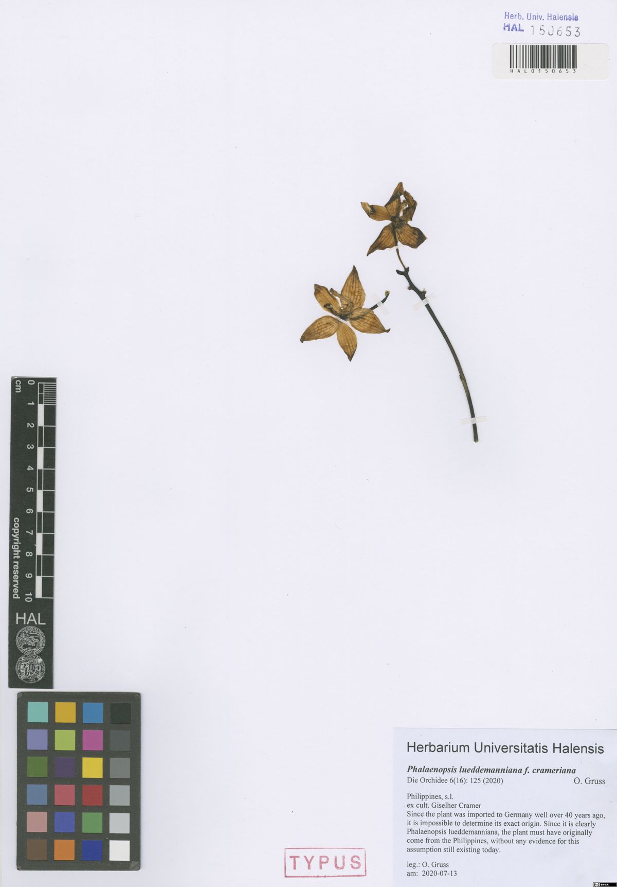 Phalaenopsis Lueddemanniana