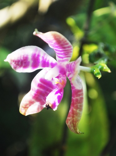 Phalaenopsis Lueddemanniana