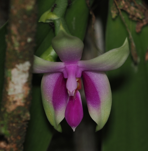 Phalaenopsis Bellina