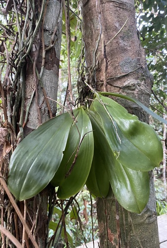 Phalaenopsis Violacea